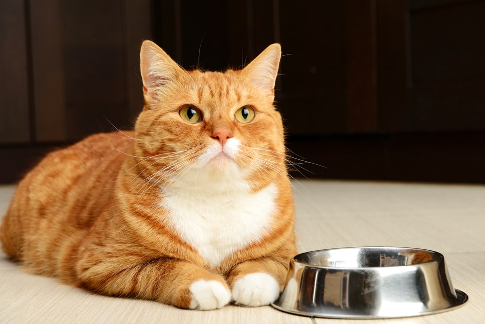Wir müssen reden Was es bedeutet, wenn deine Katze ständig